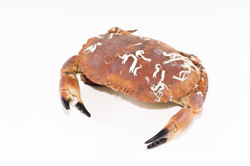 Ox France, seafood.