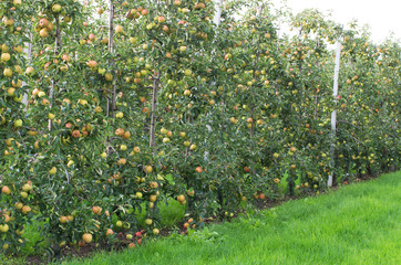 Apples on tree in orchard