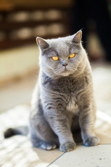 unpleased british gray cat