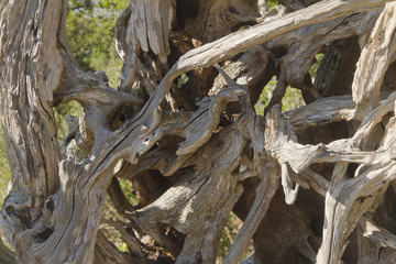 Driftwood Close Up