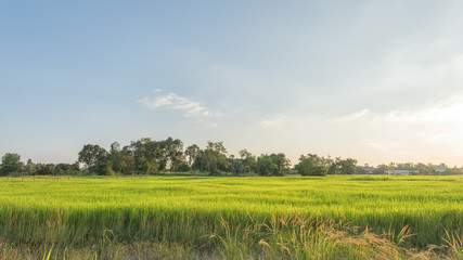 Obraz premium Beautiful Paddy rice farm in the morning 