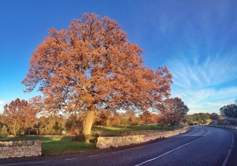 Campagna Salento