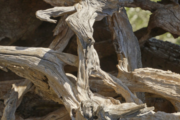 Fototapeta na wymiar Driftwood Sea Art