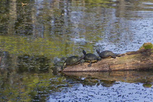 Four Turtles On a Half Submerged Log