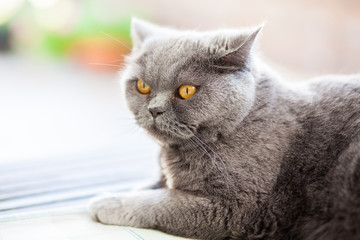 british cat listening to something