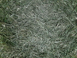 Pattern of grass for background design