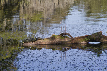 Turtles On a Log