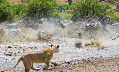 Lioness attack on a zebra. National Park. Kenya. Tanzania. Masai Mara. Serengeti. An excellent...