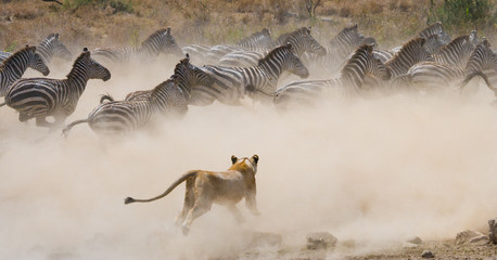 Lioness attack on a zebra. National Park. Kenya. Tanzania. Masai Mara. Serengeti. An excellent illustration. - obrazy, fototapety, plakaty