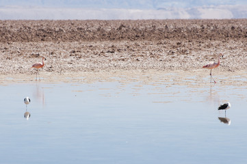 Flamingos - Chaxa Lagoon - Chile