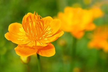 Flowers Trollius