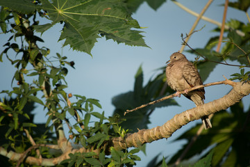 Ave parada sobre una rama mira al frente.