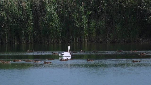 Cigno reale