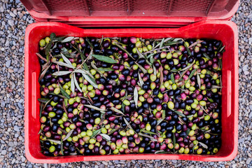Some olives high view in a red box