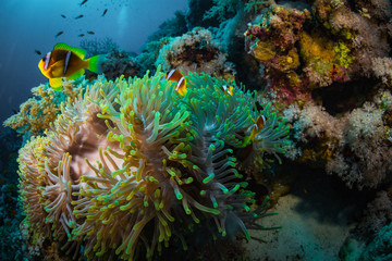 Fototapeta na wymiar Anemonefish