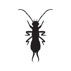 silhouette Forficula auricularia. Earwig silhouette. Sketch of Earwig. Earwig silhouette isolated on white background.  hand-drawn  Earwig silhouette. Vector 