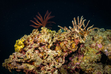 Fototapeta na wymiar Night coral reef