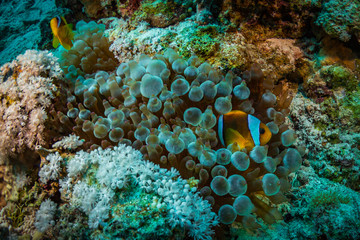 Anemonefish