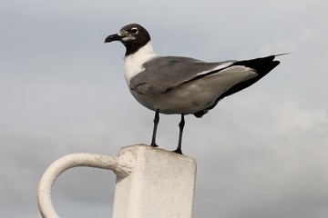 Standing Seagull