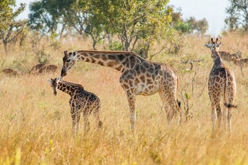 The giraffe licks a cub. Africa. Kenya.