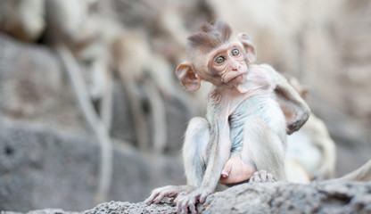 Funny face of monkey in thai temple
