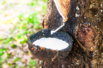 Natural latex production background