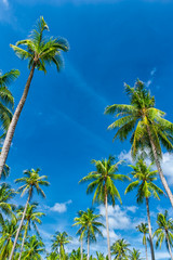 Vertical photography of palm trees against blue sky at sunny summer day