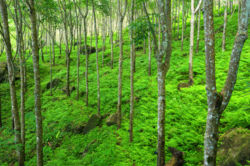 Fototapeta premium Trees green nature background. Latex rubber trees plantation in tropical forest