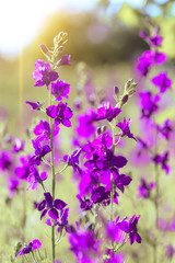 Obraz premium purple wild flowers
