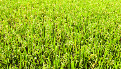 Green rice background