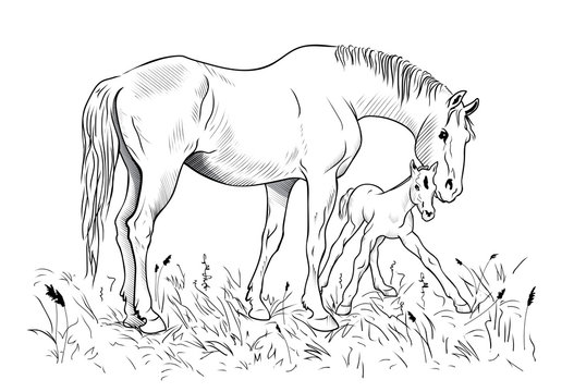 Mare And Foal