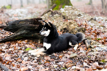 Shiba Inu Hund Rüde Buy This Stock Photo And Explore