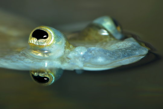 Vierauge an der Wasseroberfl&auml;che