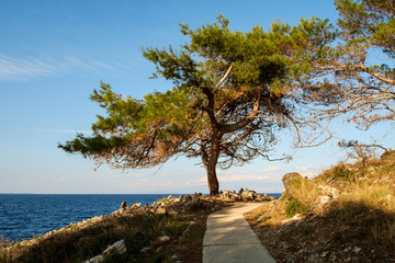 Fototapeta na wymiar Losinj, Lussino, Croazia - lungomare, albero, sentiero