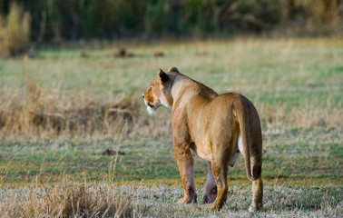 Lioness in the savannah. National Park. Kenya. Tanzania. Masai Mara. Serengeti. An excellent illustration.