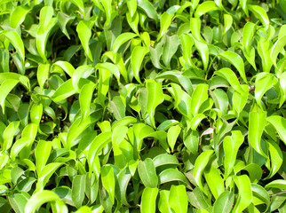 Green ficus leaves texture background