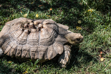 Fototapeta premium African Sulcata tortoise walking in grass.