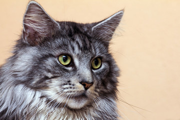 young tabby cat Maine Coon