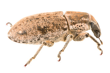 True weevil Maximus strabus isolated on white background, side view.