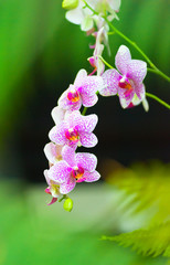 Beautiful orchid flowers blossoming in Thailand