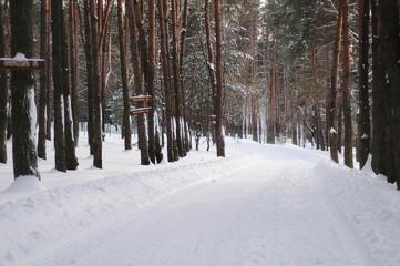 snowy forest
