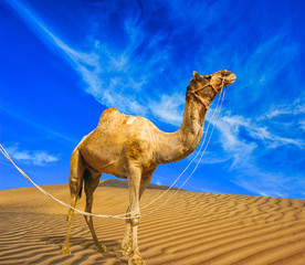 Tall camel on sand dunes in hot desert