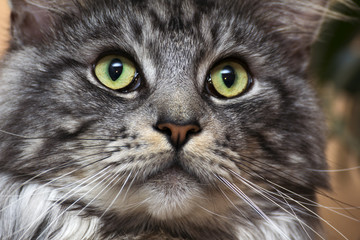 young tabby cat Maine Coon