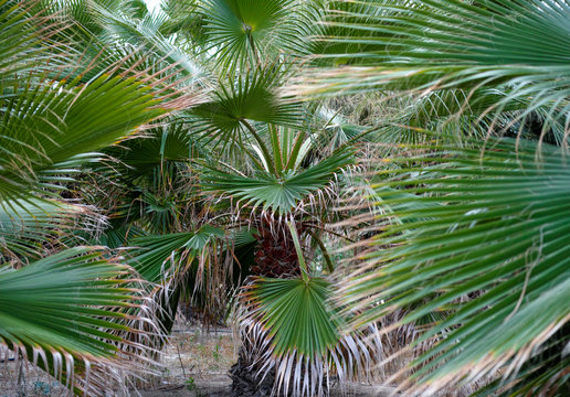 Small palm trees © rosinka79