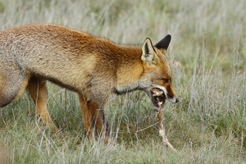 Naklejka na ściany i meble red fox (Vulpes vulpes), looking for food on the prairie