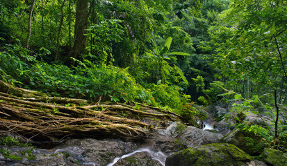 Jungle rain forest