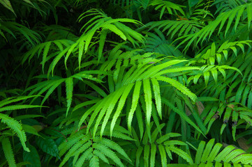 Close up view of ferns in forest