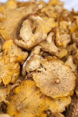Mushrooms for sale on Majorcan Market Stall