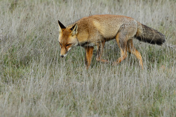 red fox (Vulpes vulpes), looking for food on the prairie