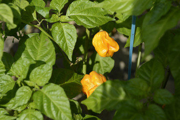 Habanero Hot Peppers